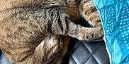 Simba joined the competition — help win amazing prizes! cat, tabby, sleeping, curled_up, feline, pet, leather_couch, black_couch, quilted, blanket, blue_blanket, cozy, indoor, fur, whiskers, paw, relaxed, nap, home, animal