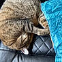 cat, tabby, sleeping, curled_up, feline, pet, leather_couch, black_couch, quilted, blanket, blue_blanket, cozy, indoor, fur, whiskers, paw, relaxed, nap, home, animal
