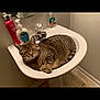 cat, tabby, sink, bathroom, pet, fur, animal, domestic, relaxed, curled_up, sleepy, tile_floor, wall, soap_bottle, lotion_bottle, faucet, household, cute, cozy, resting