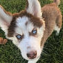 Cookie is registered to the contest to win money with this photo: puppy, dog, husky, blue_eyes, close_up, grass, outdoor, cute, fluffy, animal, pet, ears, tail, young, curious, walking, nature, fur, nose, face