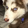 Cookie joined the competition — help win amazing prizes! dog, puppy, husky, blue_eyes, close_up, collar, fur, pet, animal, cute, domestic_animal, canine, portrait, young, indoor, whiskers, nose, ears, sleepy, soft