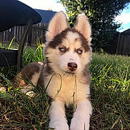 Cookie joined the competition — help win amazing prizes! puppy, dog, husky, grass, outdoor, pet, animal, cute, fur, ears, blue_eyes, nature, sunlight, yard, fence, tree, playful, young, muzzle, relaxed