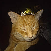 Fat Man joined the competition — help win amazing prizes! animal, cat, closeup, cute, domestic_cat, ears, face, feline, foil, fur, hat, indoor, nap, orange_cat, pet, relaxed, resting, sleeping, tabby, whiskers