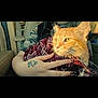 Fat Man joined the competition — help win amazing prizes! animal, camo_shirt, car_interior, cat, closeup, comfort, cozy, domestic_cat, ginger_cat, hand, indoor, person, pet, plaid_blanket, portrait, seat, seatbelt, sunlight, tattoo, window
