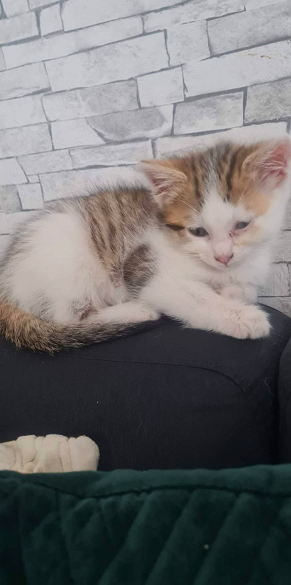 Tim Et Xena a rejoint le concours — aidez-le/la à gagner de superbes lots ! carnivore, cat, claw, comfort, couch, domestic_short_haired_cat, felidae, fur, paw, sitting, small_to_medium_sized_cats, snout, tail, whiskers, window