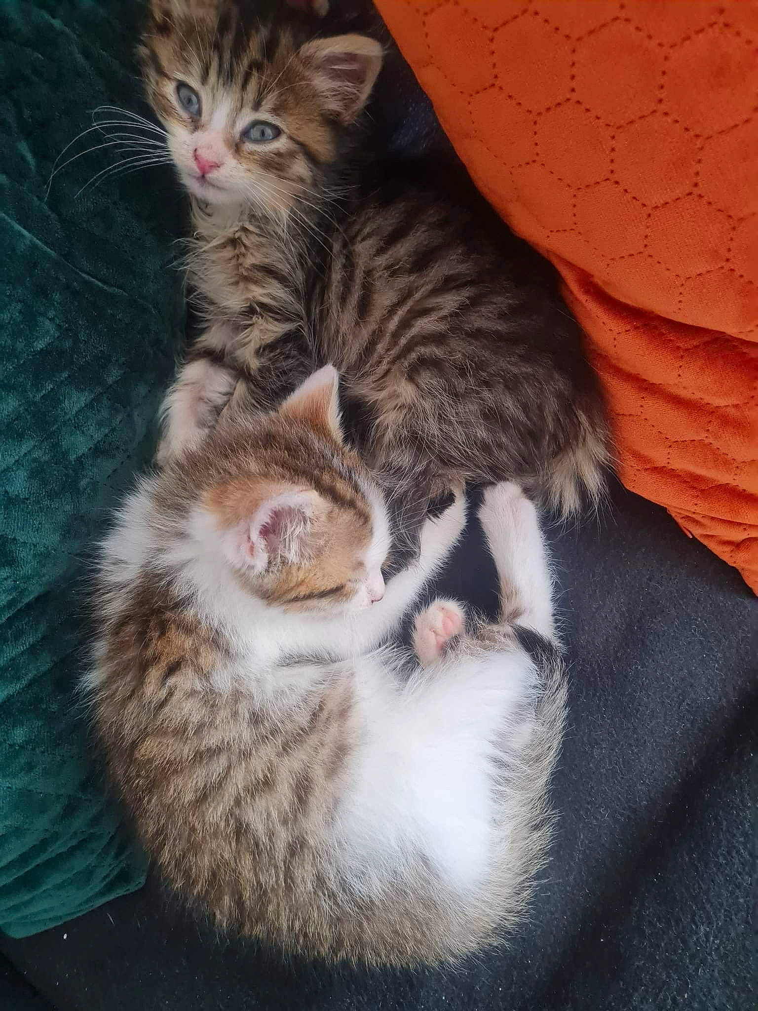 Tim Et Xena participe au concours pour gagner de l'argent avec cette photo : carnivore, cat, claw, comfort, couch, domestic_short_haired_cat, door, ear, felidae, fur, grey, mammal, nap, paw, sleep, small_to_medium_sized_cats, snout, tail, whiskers