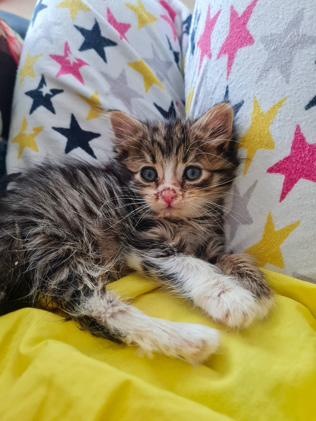 Tim Et Xena participe au concours pour gagner de l'argent avec cette photo : bed, carnivore, cat, cat_bed, cat_supply, claw, comfort, domestic_short_haired_cat, felidae, fur, paw, small_to_medium_sized_cats, snout, tail, terrestrial_animal, whiskers