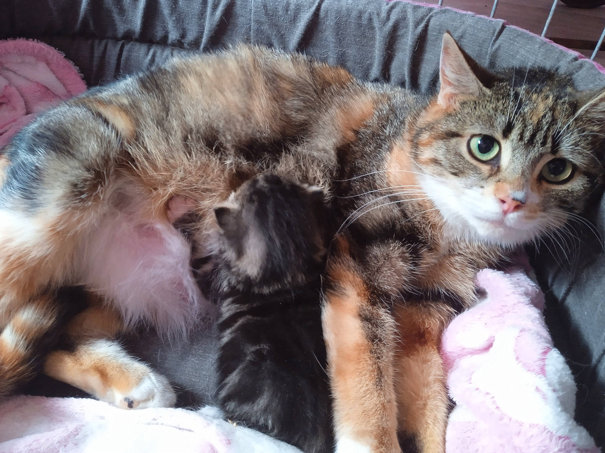 Tao participe au concours pour gagner de l'argent avec cette photo : carnivore, cat, claw, comfort, domestic_short_haired_cat, felidae, fur, nap, paw, small_to_medium_sized_cats, snout, tail, terrestrial_animal, whiskers