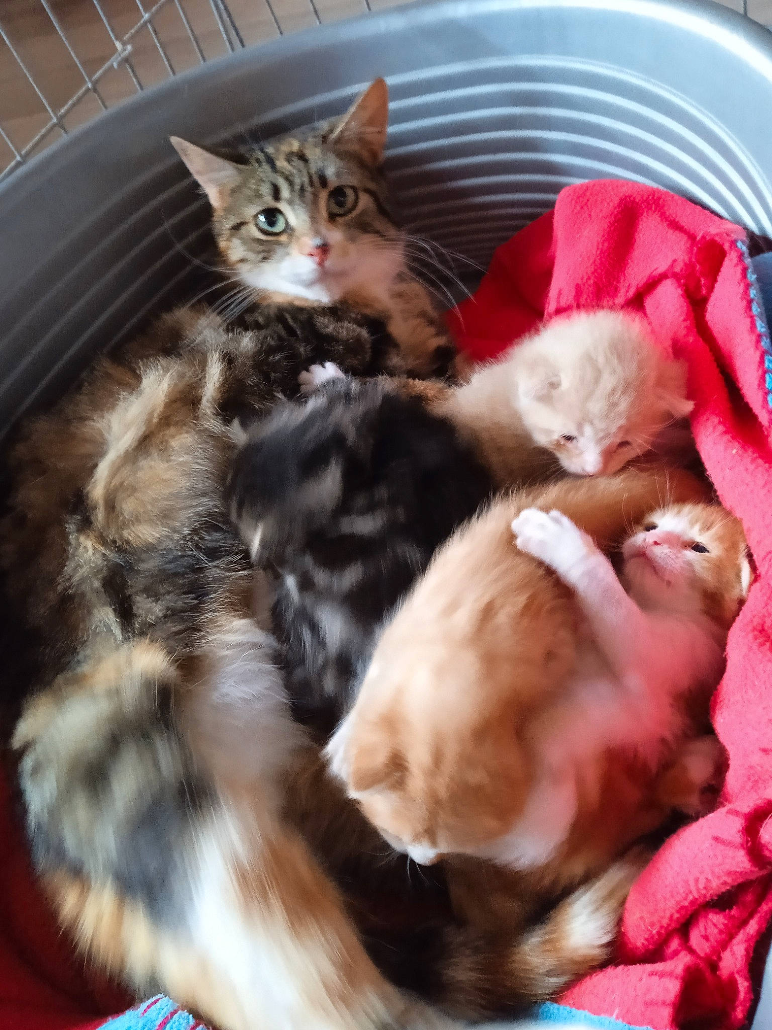 Tao a rejoint le concours — aidez-le/la à gagner de superbes lots ! carnivore, cat, cat_supply, claw, comfort, companion_dog, dog_breed, domestic_short_haired_cat, fawn, felidae, fur, nap, paw, sleep, small_to_medium_sized_cats, tail, whiskers