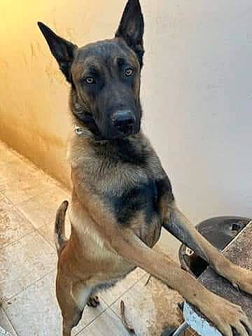 Raad participe au concours pour gagner de l'argent avec cette photo : carnivore, dog, dog_breed, german_shepherd_dog, herding_dog, snout, sporting_group, working_animal, working_dog