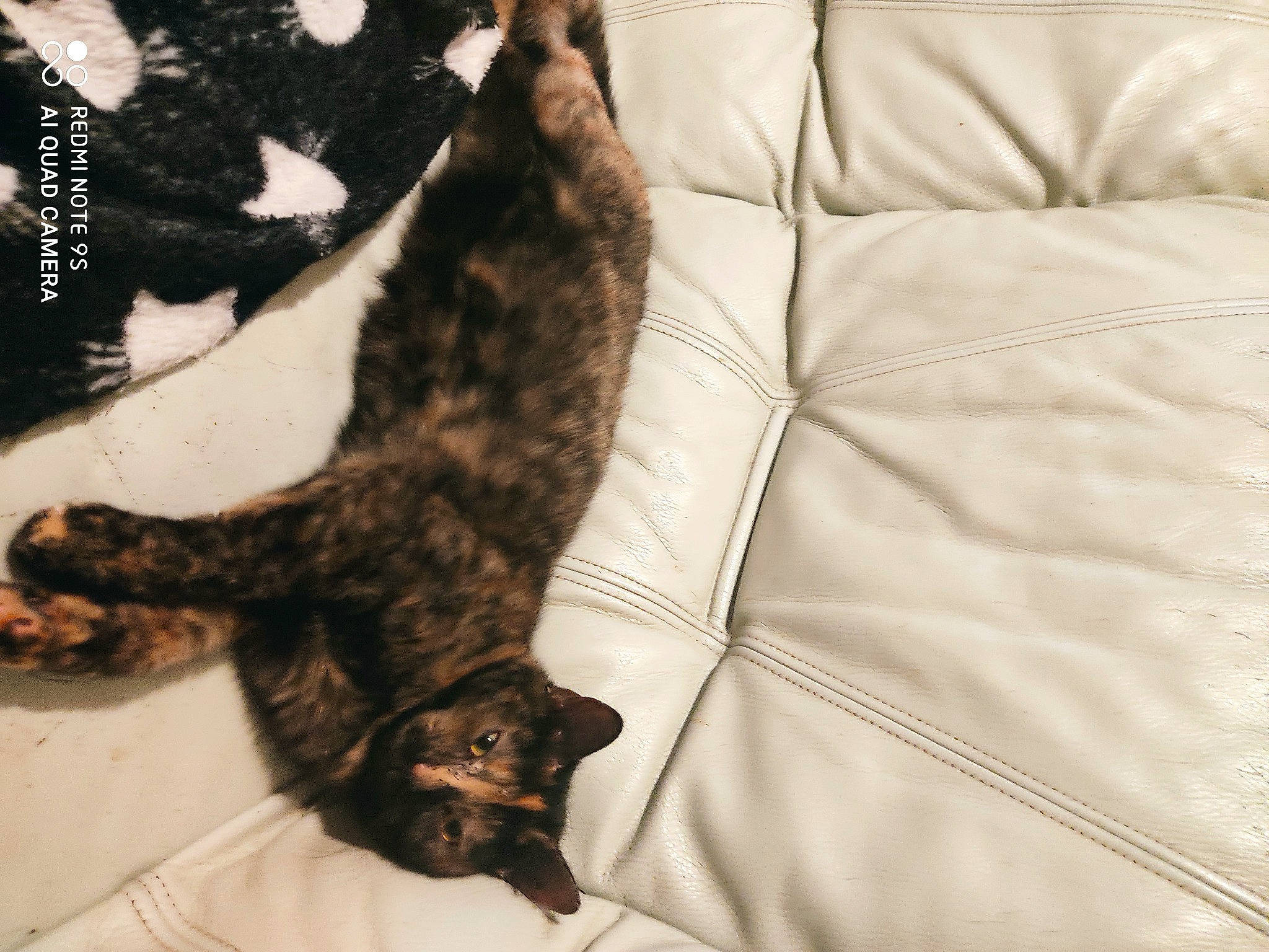 Félicia a rejoint le concours — aidez-le/la à gagner de superbes lots ! carnivore, cat, couch, domestic_short_haired_cat, felidae, fur, organism, slipcover, small_to_medium_sized_cats, snout, tail, terrestrial_animal, throw_pillow, vertebrate, whiskers