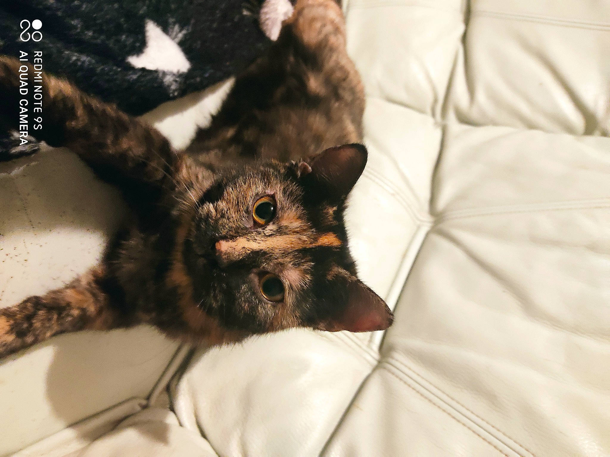 Félicia participe au concours pour gagner de l'argent avec cette photo : carnivore, cat, claw, couch, felidae, fur, kitten, linens, liver, room, small_to_medium_sized_cats, tail, terrestrial_animal, vertebrate, whiskers