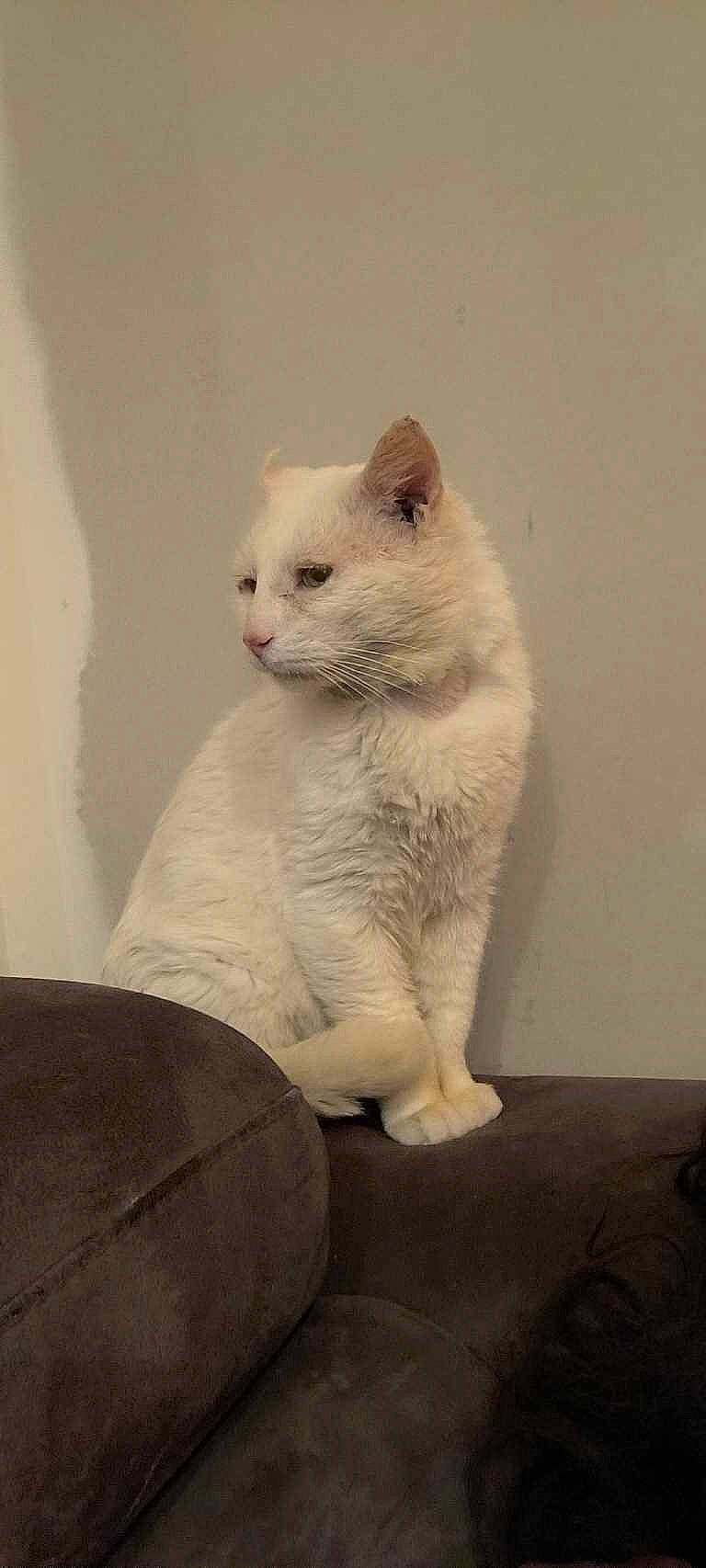 Youky a rejoint le concours — aidez-le/la à gagner de superbes lots ! carnivore, cat, domestic_short_haired_cat, fawn, felidae, fur, paw, small_to_medium_sized_cats, snout, tail, terrestrial_animal, whiskers