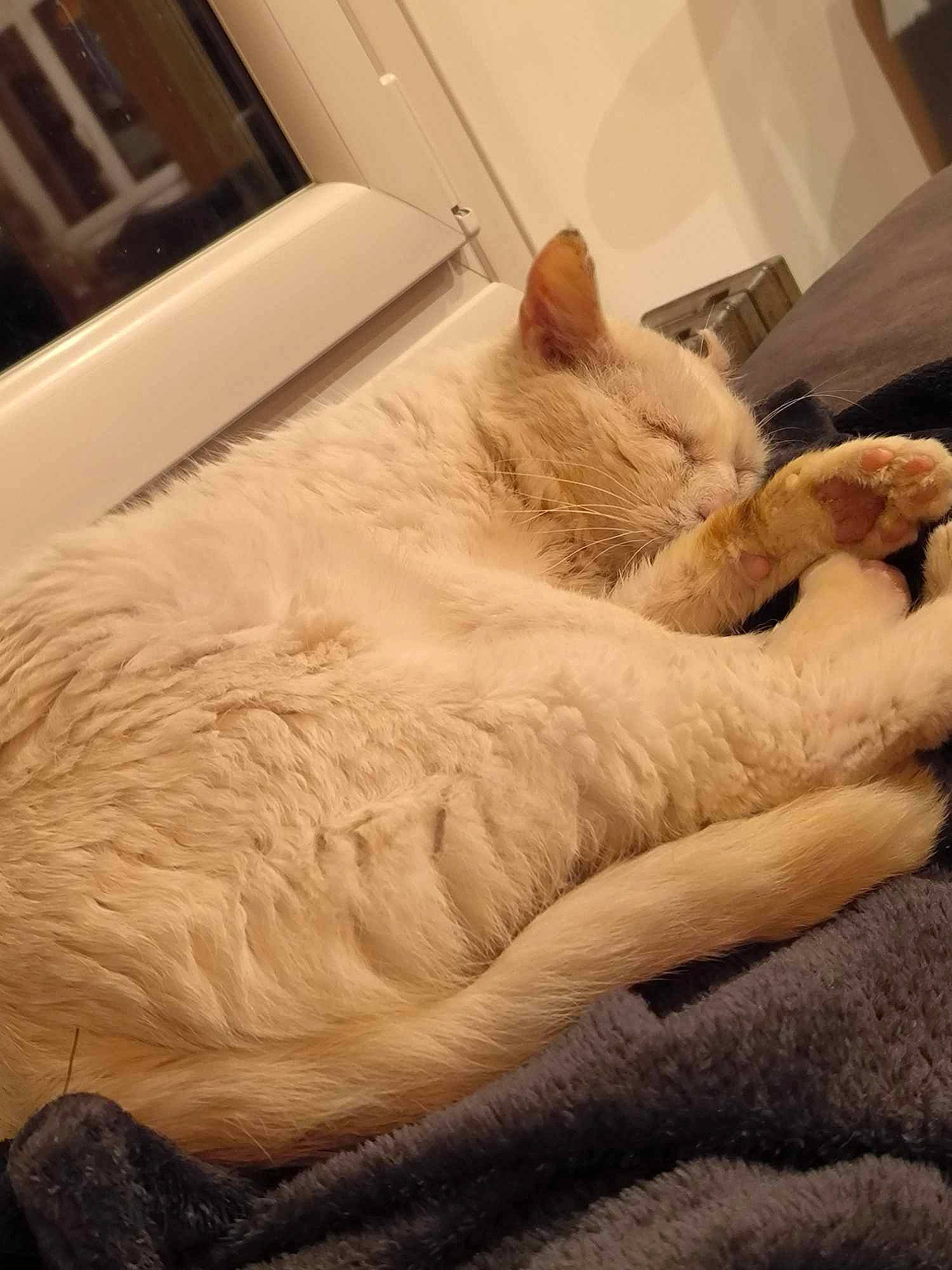 Youky a rejoint le concours — aidez-le/la à gagner de superbes lots ! bedding, carnivore, cat, chair, comfort, companion_dog, domestic_short_haired_cat, duvet, fawn, felidae, flooring, fur, human_leg, linens, room, small_to_medium_sized_cats, snout, tail, whiskers, wood