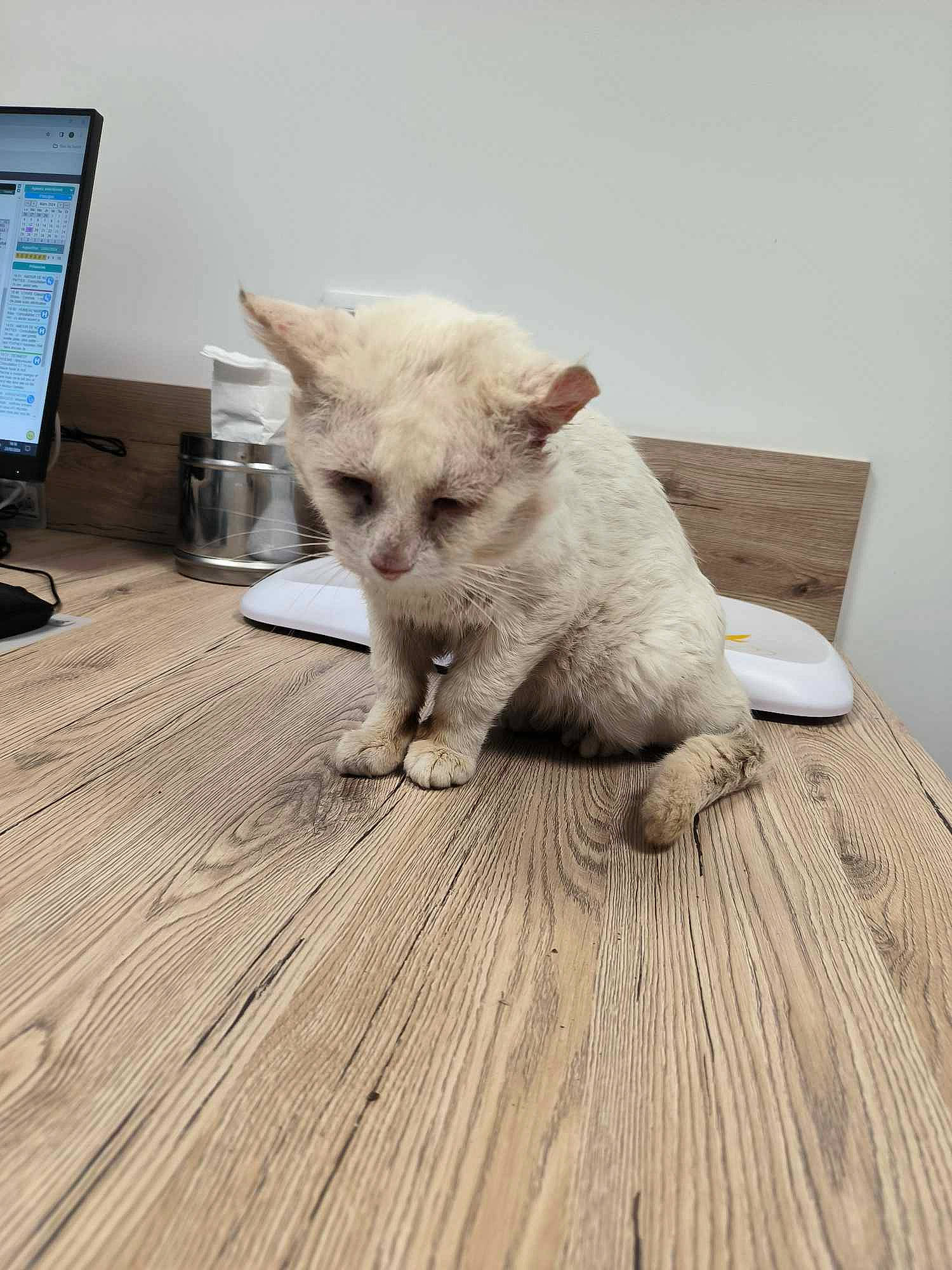 Youky a rejoint le concours — aidez-le/la à gagner de superbes lots ! carnivore, cat, comfort, computer, computer_keyboard, computer_monitor, fawn, felidae, floor, flooring, fur, hardwood, input_device, output_device, peripheral, small_to_medium_sized_cats, tail, terrestrial_animal, whiskers, wood
