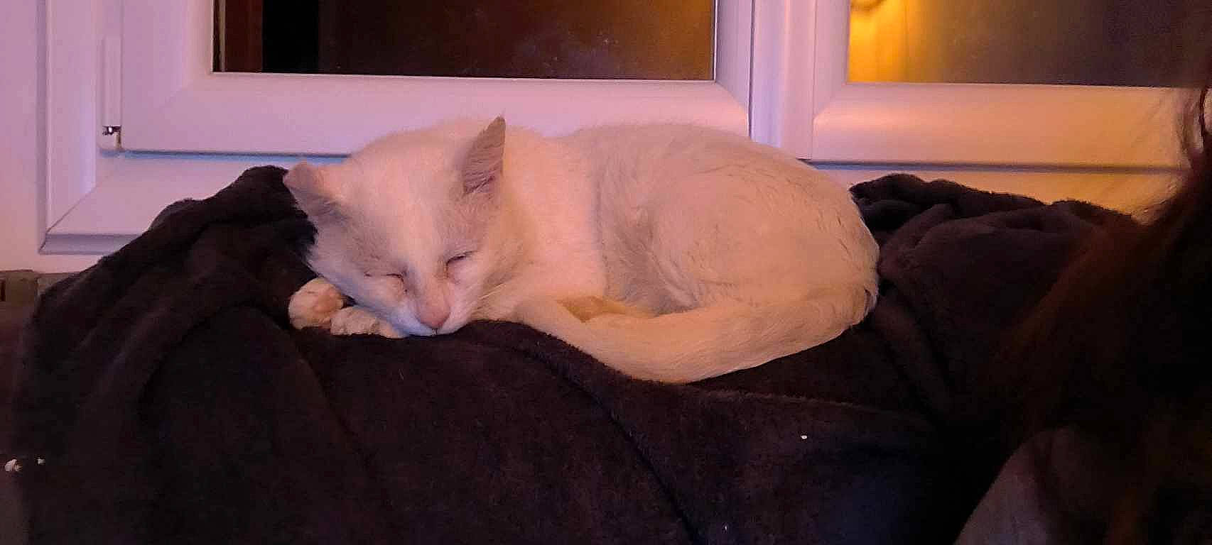 Youky a rejoint le concours — aidez-le/la à gagner de superbes lots ! bed, carnivore, cat, comfort, dog_breed, domestic_short_haired_cat, eye, fawn, felidae, fur, hardwood, paw, picture_frame, room, small_to_medium_sized_cats, snout, tail, whiskers, window, wood