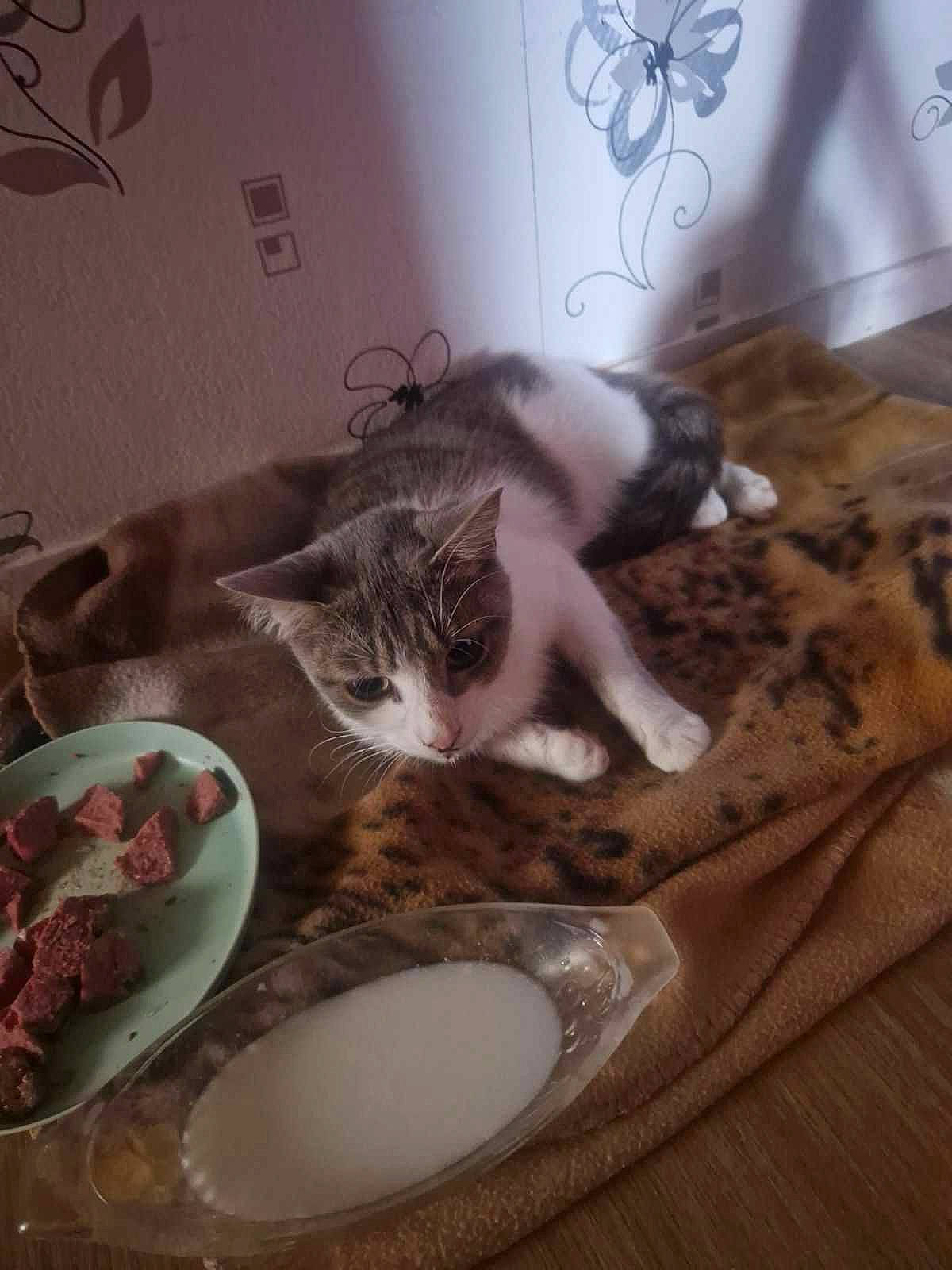 Inata participe au concours pour gagner de l'argent avec cette photo : butterfly, carnivore, cat, cat_supply, comfort, dishware, felidae, ingredient, mammal, mixing_bowl, plate, recipe, room, serveware, small_to_medium_sized_cats, tableware, tail, textile, vertebrate, whiskers