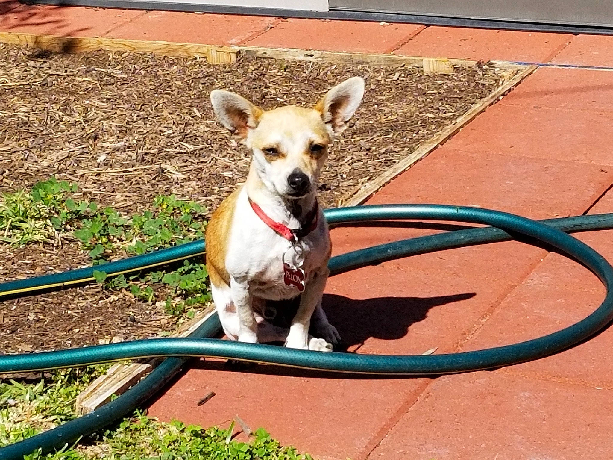 Pelon is registered to the contest to win money with this photo: canidae, carnivore, chihuahua, companion_dog, dog, dog_breed, fawn, feist, leash, mammal, puppy, snout, sporting_group