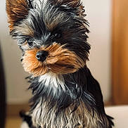 Alto participe au concours pour gagner de l'argent avec cette photo : adorable, animal, black_and_tan, canine, companion, curious, cute, dog, ears, fluffy, fur, indoor, pet, portrait, puppy, sitting, small_dog, white_cushion, yorkshire_terrier, young_dog