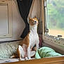dog, pet, basenji_like, smiling_dog, sitting, indoor, camper, rv_interior, bed, blanket, pillow, curtain, window, sunlight, cozy, travel, portrait, happy, nose, ears