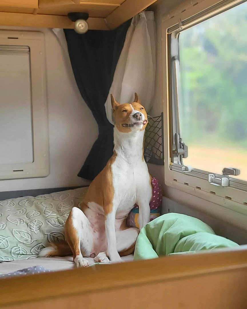 Dieze participe au concours pour gagner de l'argent avec cette photo : dog, pet, basenji_like, smiling_dog, sitting, indoor, camper, rv_interior, bed, blanket, pillow, curtain, window, sunlight, cozy, travel, portrait, happy, nose, ears