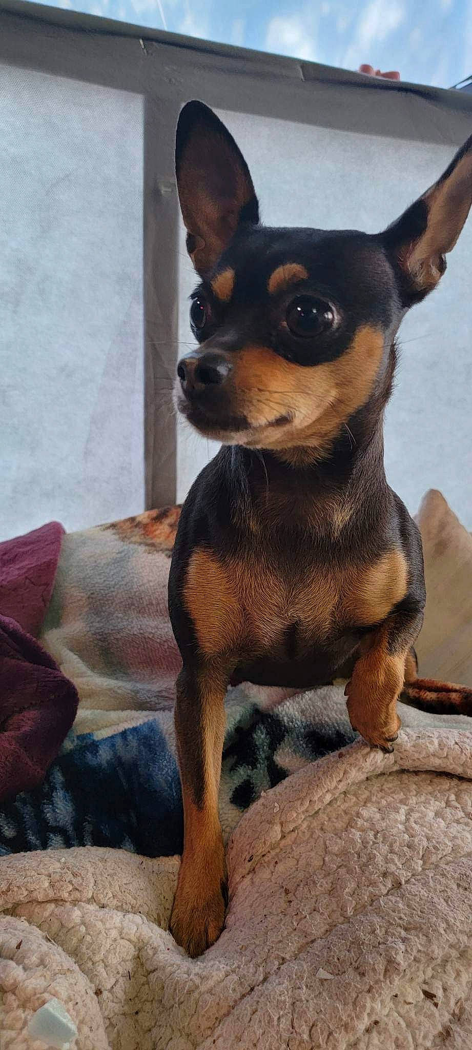 Chevy is registered to the contest to win money with this photo: carnivore, comfort, companion_dog, dog, dog_breed, ear, fawn, pinscher, prazsky_krysarik, sleeper_chair, snout, terrestrial_animal, toy_dog, whiskers, working_animal, working_dog