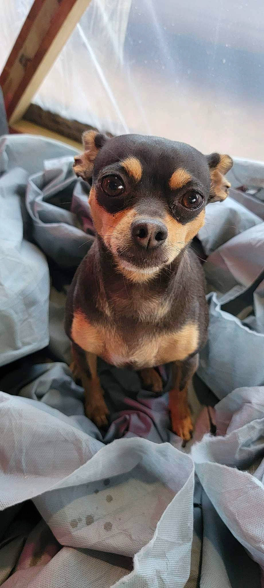 Chevy is registered to the contest to win money with this photo: canidae, carnivore, chihuahua, collar, comfort, companion_dog, corgi_chihuahua, dog, dog_breed, fawn, fur, prazsky_krysarik, russkiy_toy, snout, sporting_group, sunglasses, terrestrial_animal, toy_dog, whiskers, working_animal