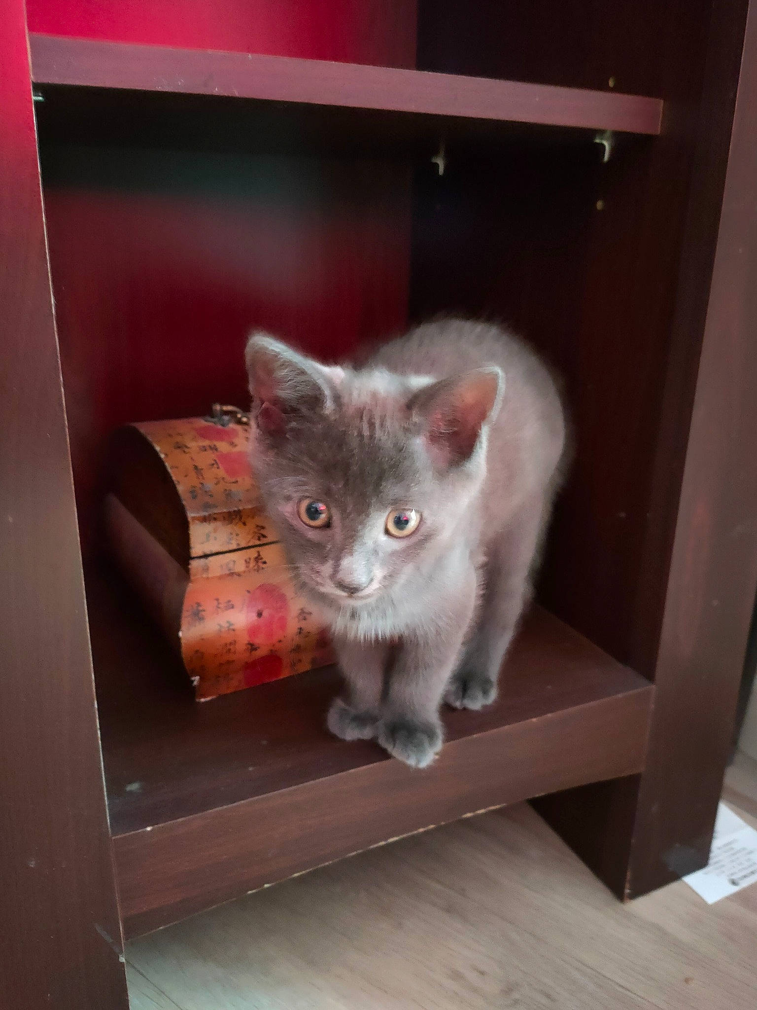 Gizmo participe au concours pour gagner de l'argent avec cette photo : carnivore, cat, cat_supply, domestic_short_haired_cat, fawn, felidae, fur, glass, grey, hardwood, paw, room, russian_blue, sitting, small_to_medium_sized_cats, snout, tail, whiskers, window, wood