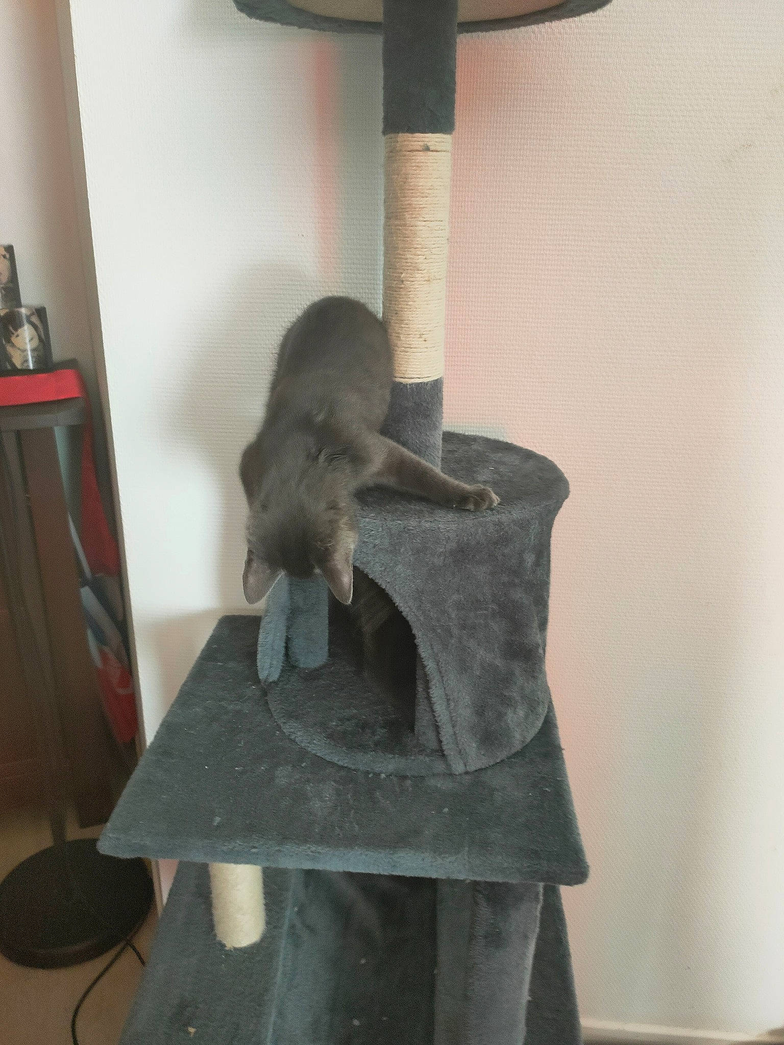 Gizmo participe au concours pour gagner de l'argent avec cette photo : art, balance, beak, bird, bird_feeder, bird_food, bird_supply, cat_supply, cat_toy, felidae, grey, mammal, perching_bird, pet_supply, rodent, room, small_animal_food, tail, vertebrate, wood