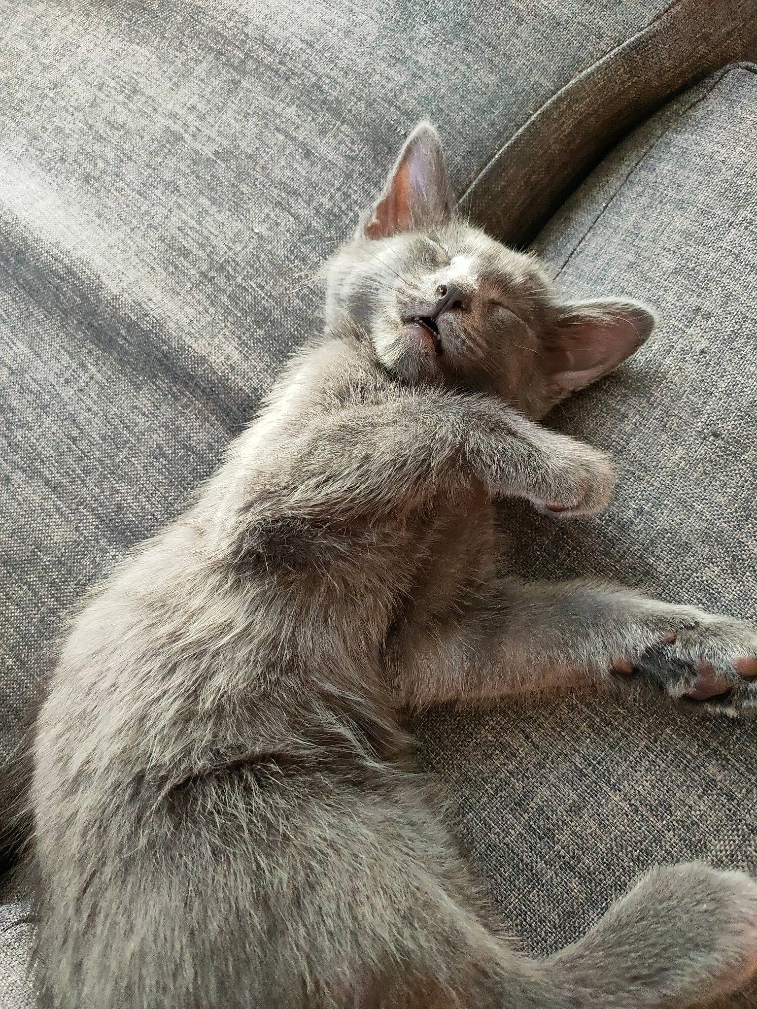 Gizmo participe au concours pour gagner de l'argent avec cette photo : carnivore, cat, claw, comfort, domestic_short_haired_cat, felidae, fur, grey, paw, russian_blue, small_to_medium_sized_cats, snout, tail, terrestrial_animal, whiskers