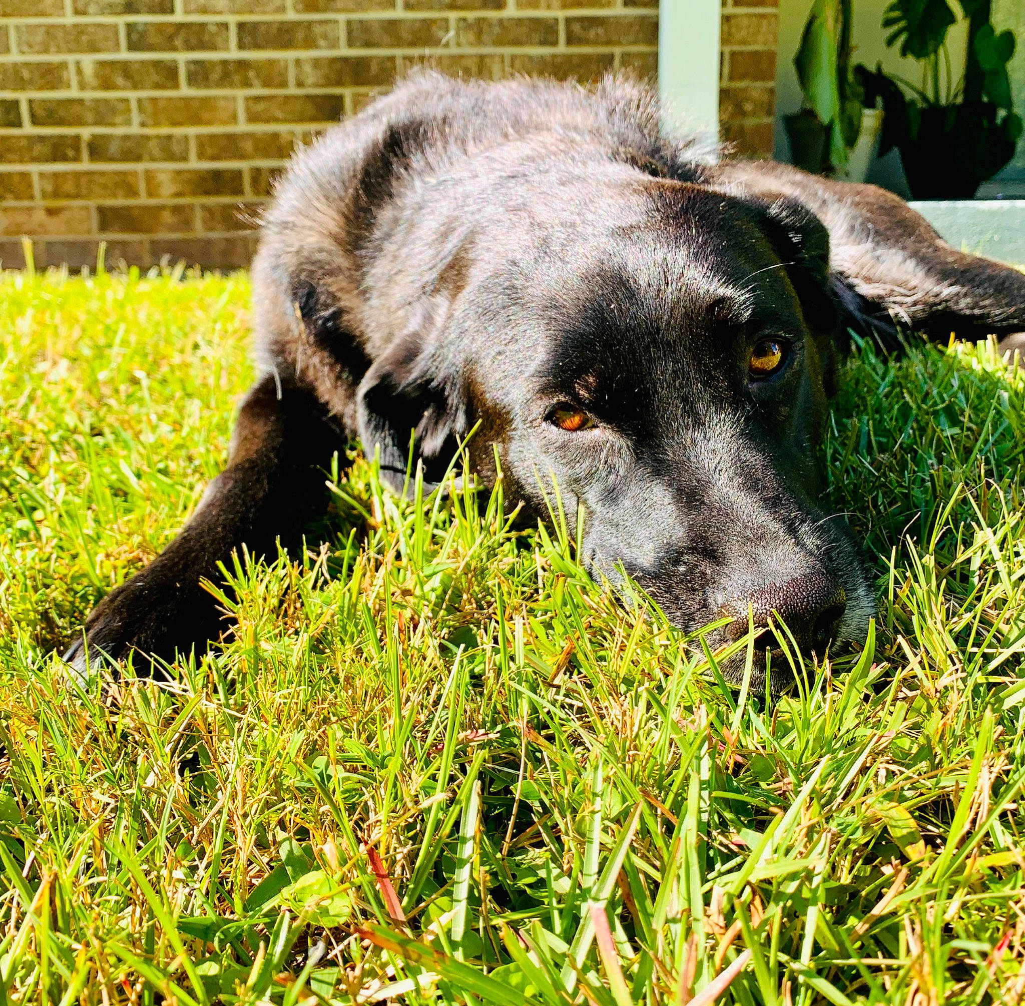 Raven Leigh Fridy joined the competition — help win amazing prizes! borador, canidae, carnivore, companion_dog, dog, dog_breed, fur, grass, grass_family, grassland, groundcover, hierochloe, lawn, plant, snout, sporting_group, terrestrial_animal, whiskers, working_animal, working_dog