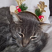 Airo participe au concours pour gagner de l'argent avec cette photo : cat, pet, feline, tabby, grey_fur, whiskers, sleeping, headband, antlers, christmas, decoration, cozy, curled_up, closeup, portrait, indoor, bed, pillow, cute, sleepy