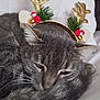 antlers, bed, cat, christmas, closeup, cozy, curled_up, cute, decoration, feline, grey_fur, headband, indoor, pet, pillow, portrait, sleeping, sleepy, tabby, whiskers