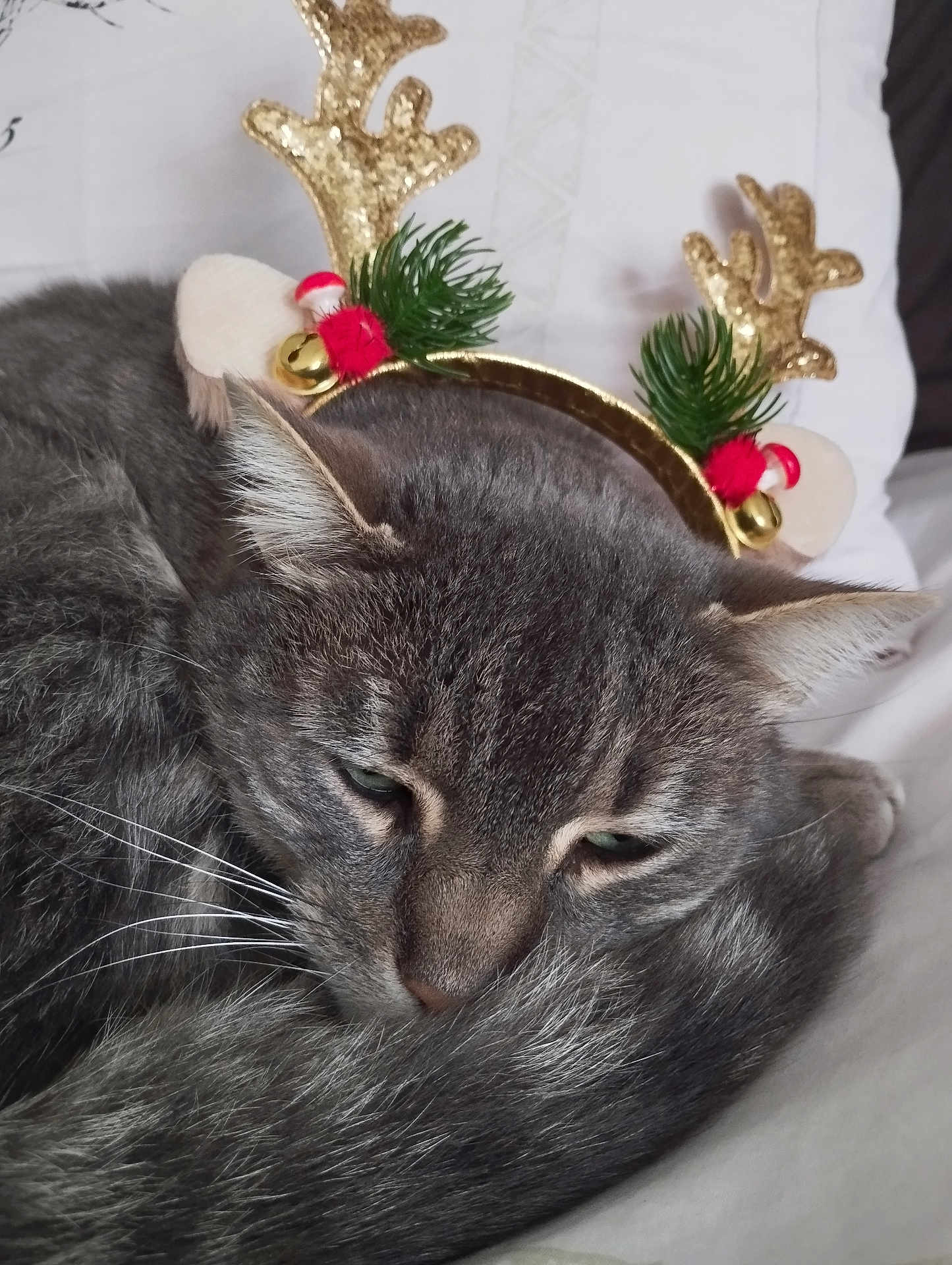 Airo participe au concours pour gagner de l'argent avec cette photo : cat, pet, feline, tabby, grey_fur, whiskers, sleeping, headband, antlers, christmas, decoration, cozy, curled_up, closeup, portrait, indoor, bed, pillow, cute, sleepy