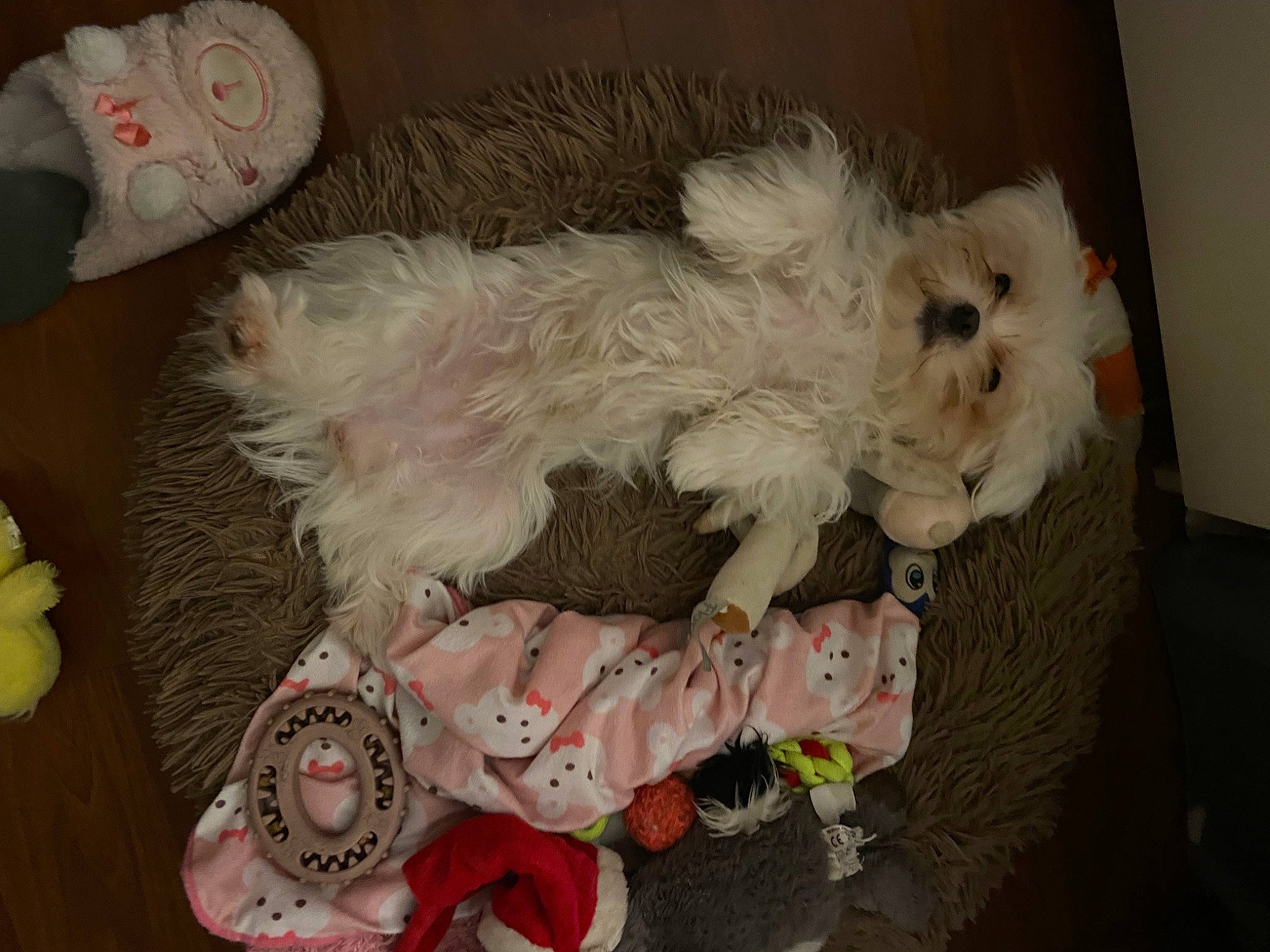 Maya a rejoint le concours — aidez-le/la à gagner de superbes lots ! canidae, carnivore, companion_dog, dog, dog_breed, dog_supply, fawn, fur, mal_shi, non_sporting_group, shih_poo, small_terrier, sporting_group, tail, terrier, toy, toy_dog, yorkipoo