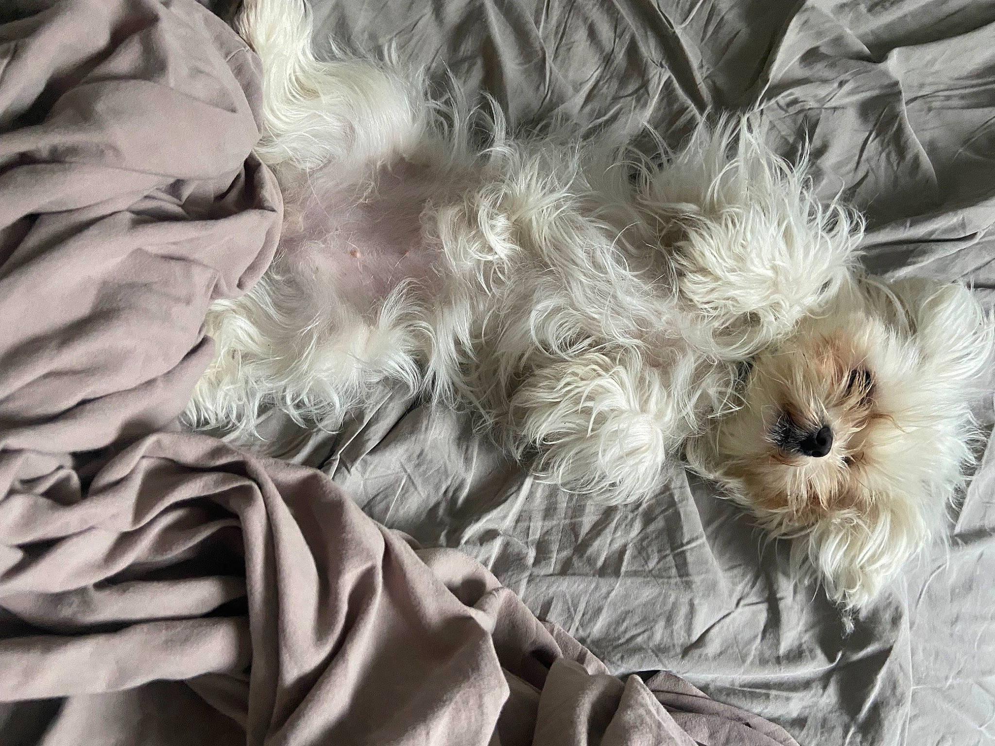 Maya a rejoint le concours — aidez-le/la à gagner de superbes lots ! carnivore, close_up, companion_dog, dog_breed, fashion_accessory, feather, fur, grass, grey, linens, monochrome, monochrome_photography, pattern, petal, still_life, still_life_photography, toy, toy_dog, whiskers