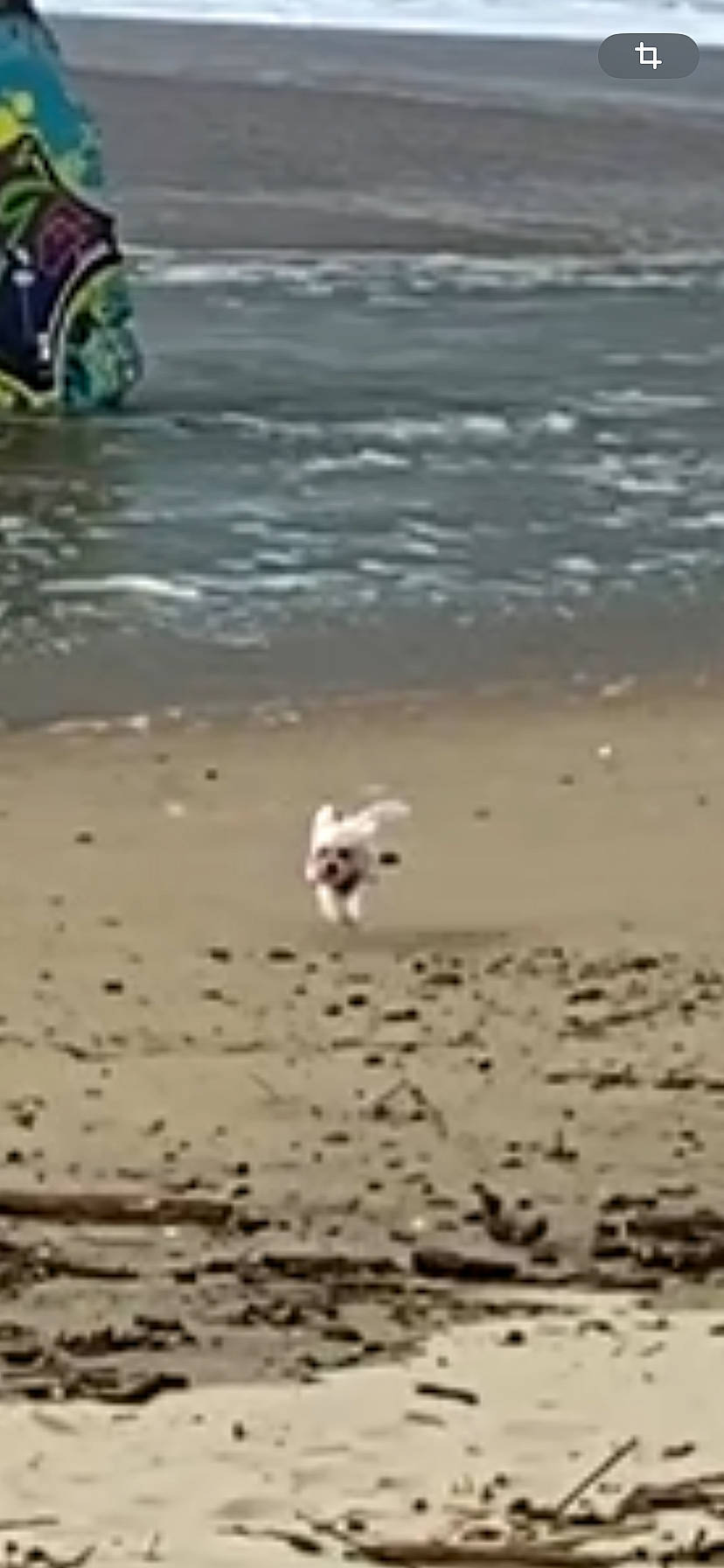 Maya a rejoint le concours — aidez-le/la à gagner de superbes lots ! beach, beak, bird, body_of_water, carnivore, coast, fluid, lake, liquid, ocean, sand, sea, seabird, shore, soil, water, wave, wildlife, wind_wave, working_animal