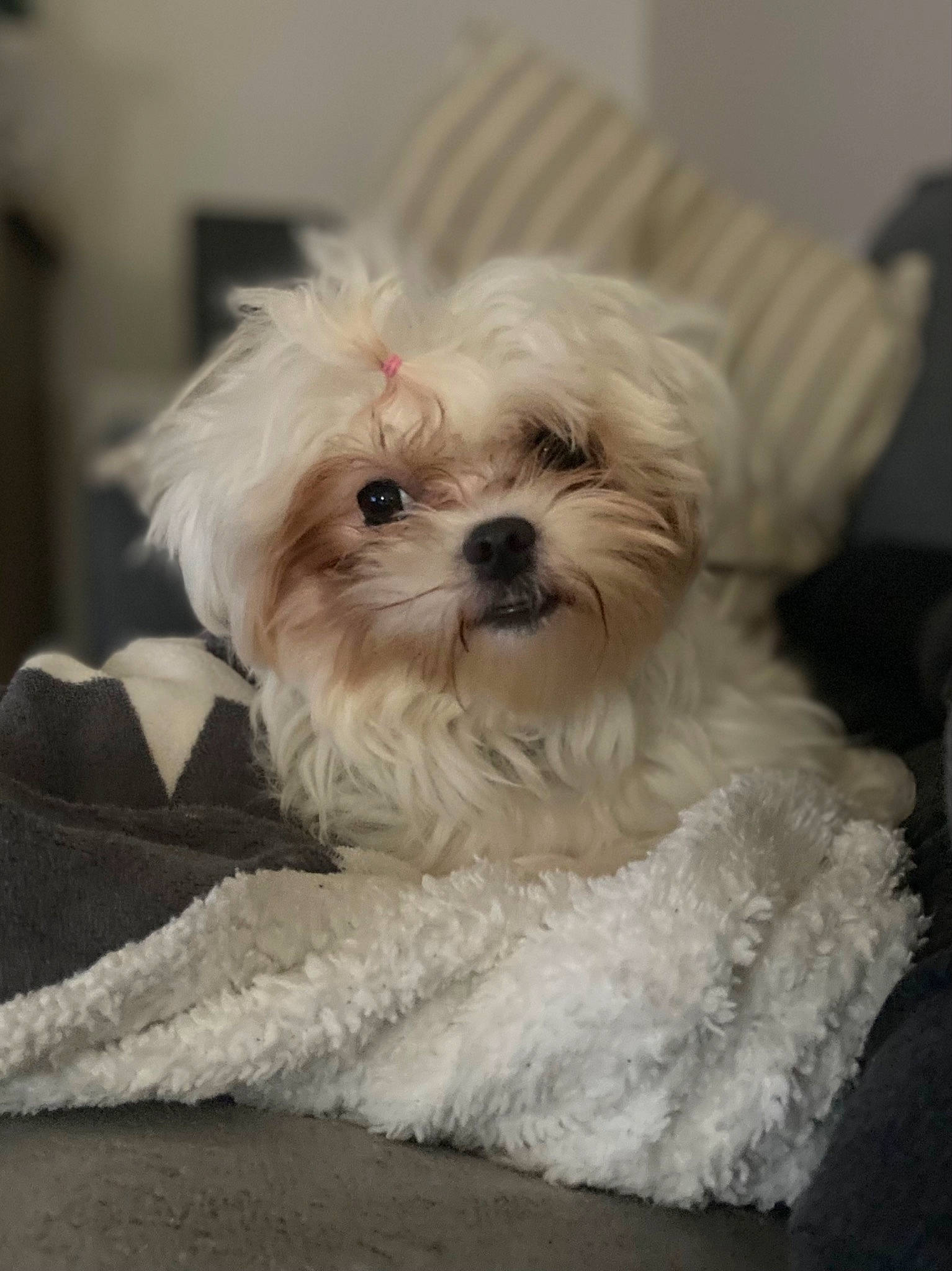 Maya participe au concours pour gagner de l'argent avec cette photo : canidae, carnivore, companion_dog, dog, dog_breed, dog_supply, eye, fur, hair, head, mal_shi, maltepoo, poodle_crossbreed, shih_poo, small_terrier, snout, sporting_group, terrier, toy_dog, working_animal