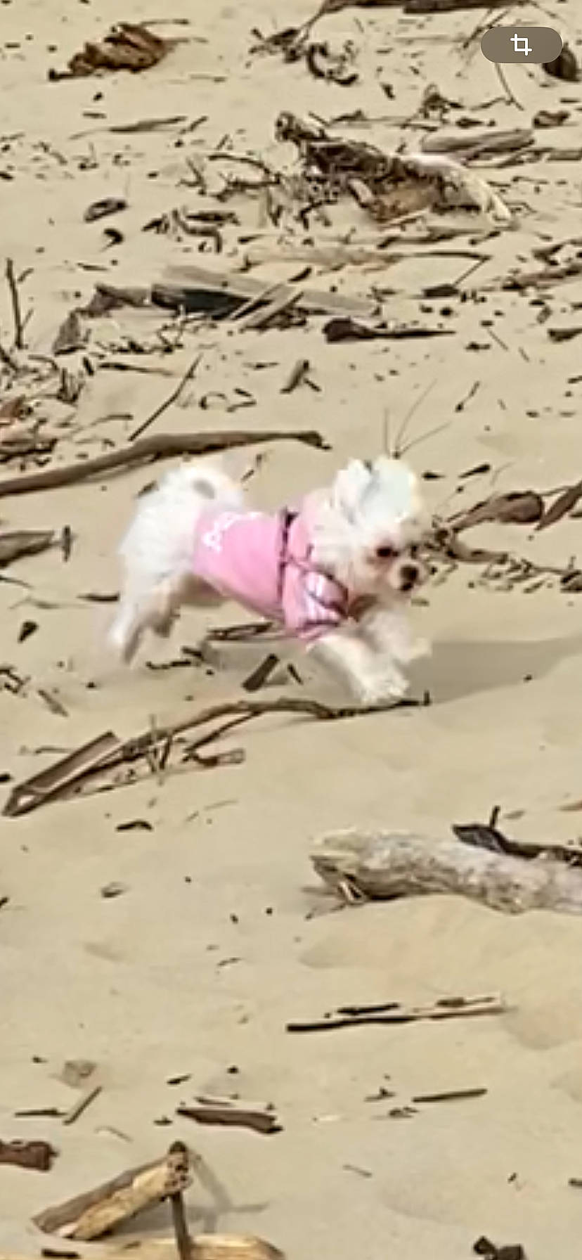 Maya a rejoint le concours — aidez-le/la à gagner de superbes lots ! beach, canidae, carmine, carnivore, dog, dog_breed, fawn, grass, landscape, magenta, non_sporting_group, petal, sand, shadow, soil, sporting_group, tail, wood