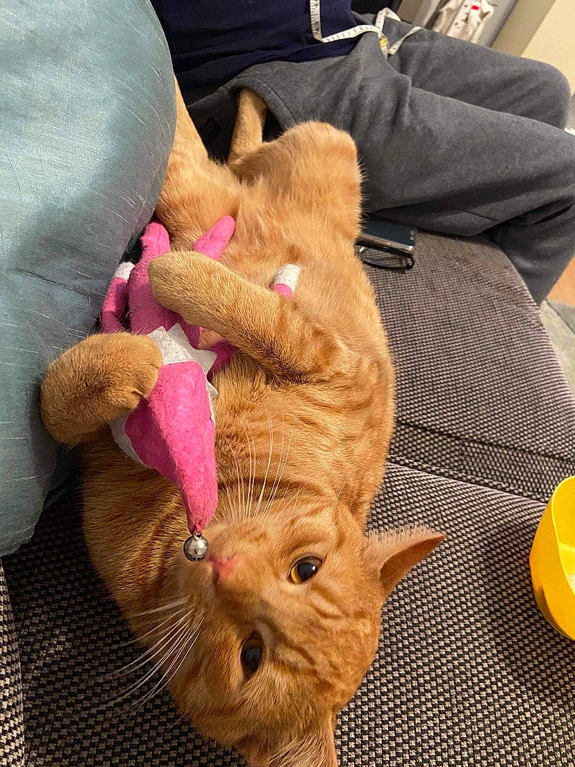 Alvin is registered to the contest to win money with this photo: carnivore, cat, claw, comfort, companion_dog, dog_breed, domestic_short_haired_cat, fawn, felidae, fur, liver, mammal, paw, small_to_medium_sized_cats, snout, tableware, tail, whiskers, working_animal, yellow