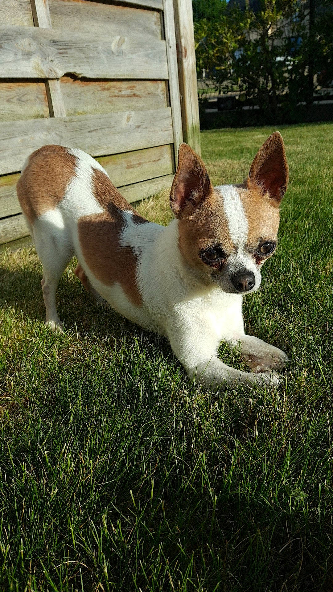 Luky participe au concours pour gagner de l'argent avec cette photo : ancient_dog_breeds, canidae, carnivore, chihuahua, companion_dog, corgi_chihuahua, dog, dog_breed, fawn, grass, mammal, miniature_fox_terrier, puppy, rat_terrier, sporting_group, teddy_roosevelt_terrier, tenterfield_terrier, toy_dog, vertebrate