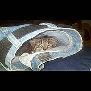 Cry Baby is registered to the contest to win money with this photo: kitten, cat, sleeping, denim, sleeve, clothing, fabric, indoor, cozy, nap, pet, cute, resting, feline, closeup, texture, soft, collar, small, comfort