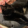 Layla is registered to the contest to win money with this photo: animal, black_cat, blanket, cat, collar, comfort, cozy, ears, eyes, feline, fur, gray_blanket, indoor, pet, pink_blanket, quilt, relaxed, resting, soft, whiskers