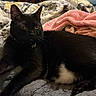 Layla joined the competition — help win amazing prizes! animal, bedroom, black_cat, blanket, cat, collar, comfort, cozy, domestic_cat, ears, feline, fur, indoor, paws, pet, quilt, relaxed, resting, soft_lighting, whiskers
