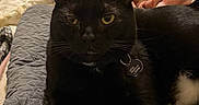 Layla is registered to the contest to win money with this photo: animal, bedroom, black_cat, cat, close_up, collar, cozy, cute, domestic_animal, feline, fur, indoor, pet, pink_blanket, quilted_blanket, relaxed, resting, tag, whiskers, yellow_eyes