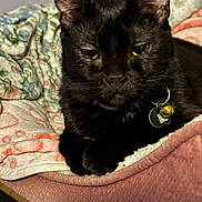 Layla is registered to the contest to win money with this photo: animal, bed, bell, black_cat, blanket, cat, closeup, collar, comfort, cozy, cute, domestic_cat, feline, fur, indoor, pet, portrait, relaxed, resting, soft_lighting