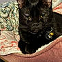 animal, bed, bell, black_cat, blanket, cat, closeup, collar, comfort, cozy, cute, domestic_cat, feline, fur, indoor, pet, portrait, relaxed, resting, soft_lighting