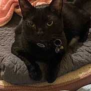 Layla is registered to the contest to win money with this photo: animal, bell, black_cat, cat, closeup, collar, cute, ears, eyes, feline, fur, gray_blanket, indoor, pet, pink_blanket, quilted_blanket, relaxed, resting, tags, whiskers