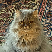 Misty is registered to the contest to win money with this photo: animal, carpet, cat, close_up, cute, domestic_cat, ears, eyes, face, feline, fluffy, fur, indoor, long_hair, patterned_rug, pet, portrait, serious_expression, sitting, whiskers