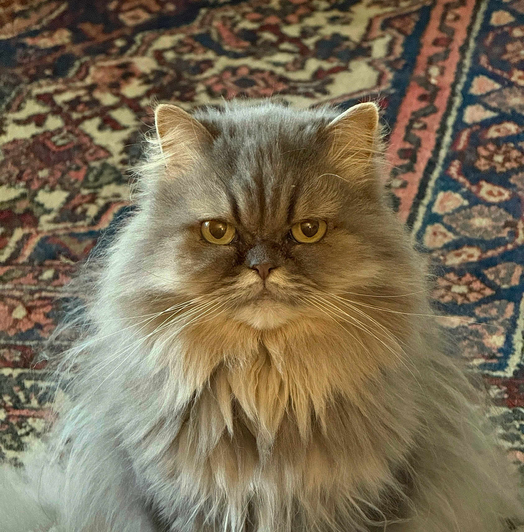Misty